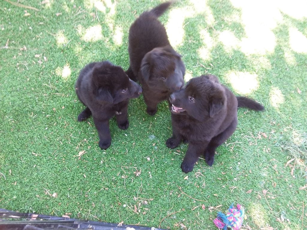 Du Clos Du Luberon - Chiots tervuerens attendus fin mars début avril