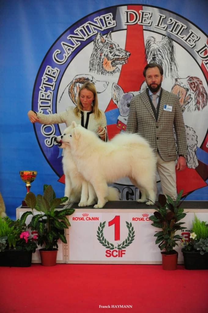 De Natacha Koungasalakh - Paris Dog Show 2017 Expo Nationale et Internationale