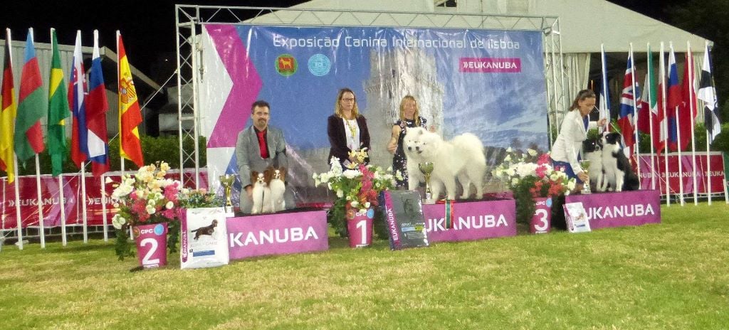 Lisboa Dog Show winner 2017 QC Cruft