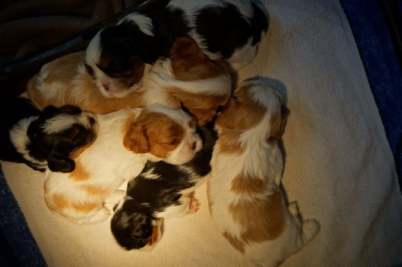 Chiot Cavalier King Charles Spaniel des Cavaliers De Leysdire