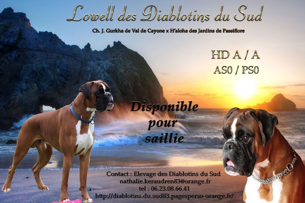 Disponible pour saillie