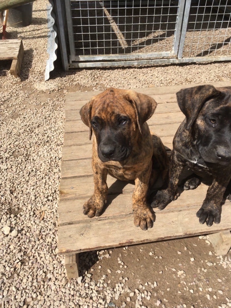 Des Legendre - Chiots disponibles - Dogo Canario