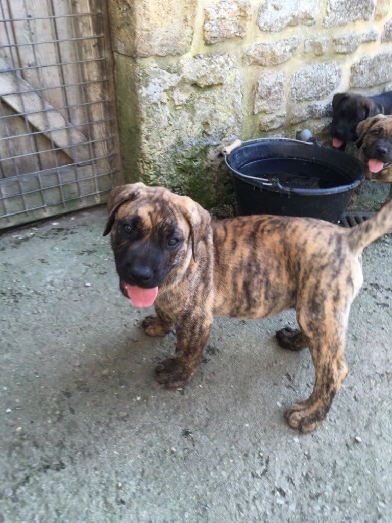 Des Legendre - Chiots disponibles - Dogo Canario