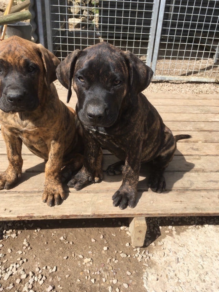 Des Legendre - Chiots disponibles - Dogo Canario