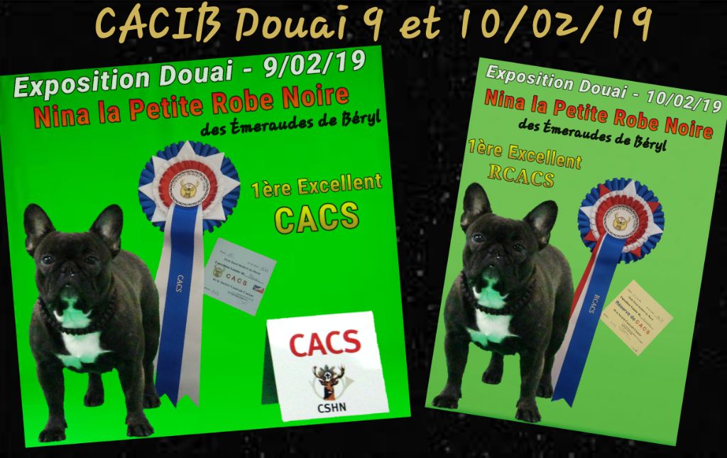 Des Emeraudes De Béryl - CACIB Douai - 09 et 10 février 2019