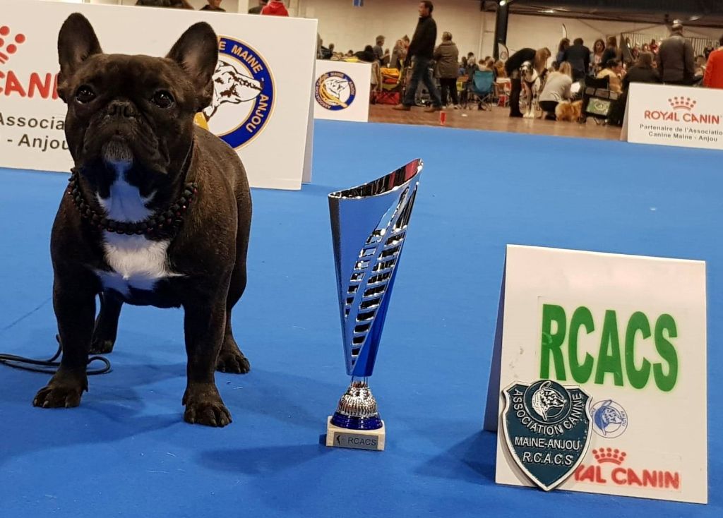 Des Emeraudes De Béryl - Spéciale de Race Angers - 24/03/19