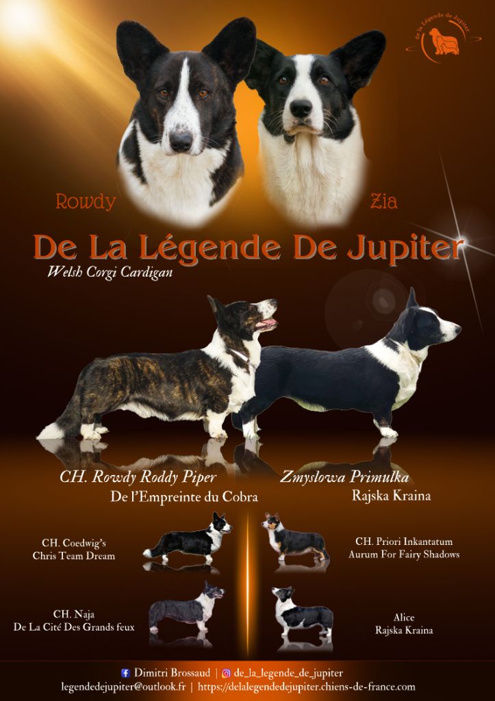 De La Légende De Jupiter - Welsh Corgi Cardigan - Portée née le 29/03/2024