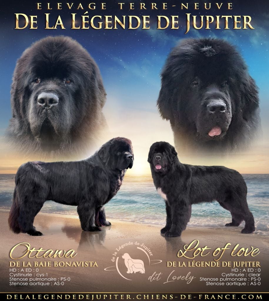 Chiot Terre-neuve De La Légende De Jupiter