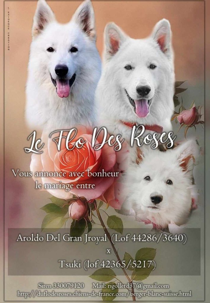 Chiot Berger Blanc Suisse du Flo des Roses