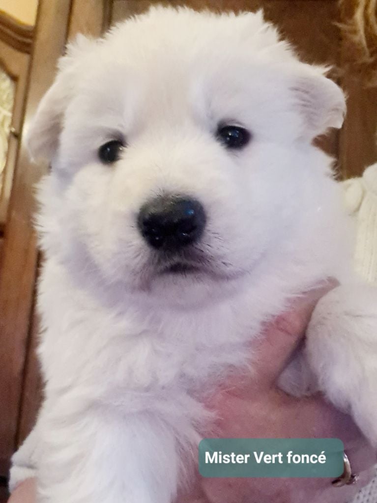 du Flo des Roses - Berger Blanc Suisse - Portée née le 29/12/2024