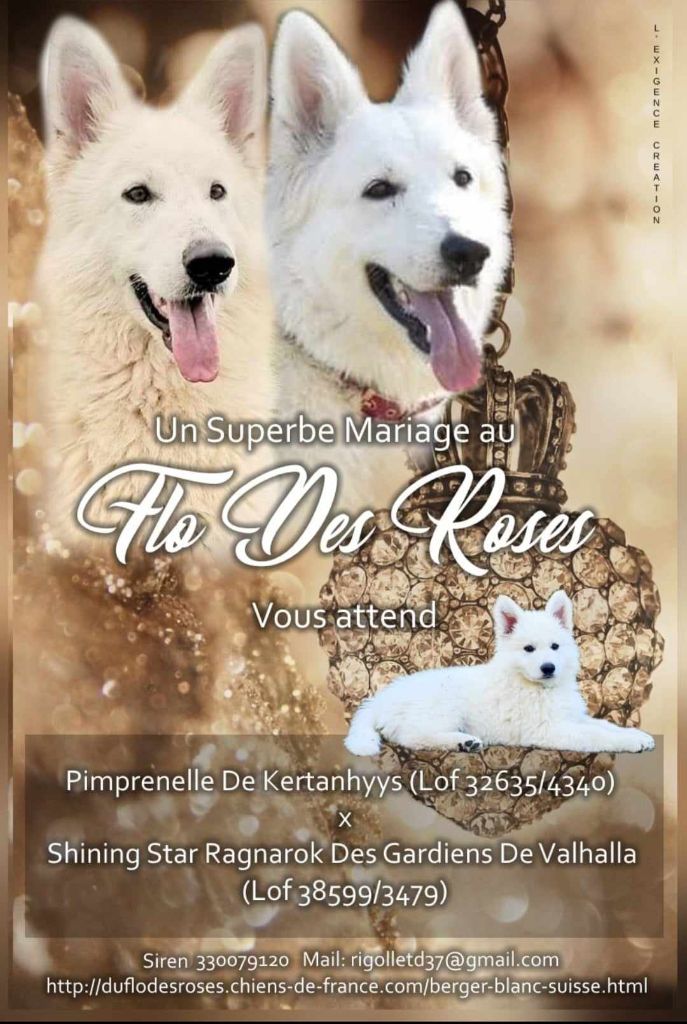 du Flo des Roses - Berger Blanc Suisse - Portée née le 17/09/2024