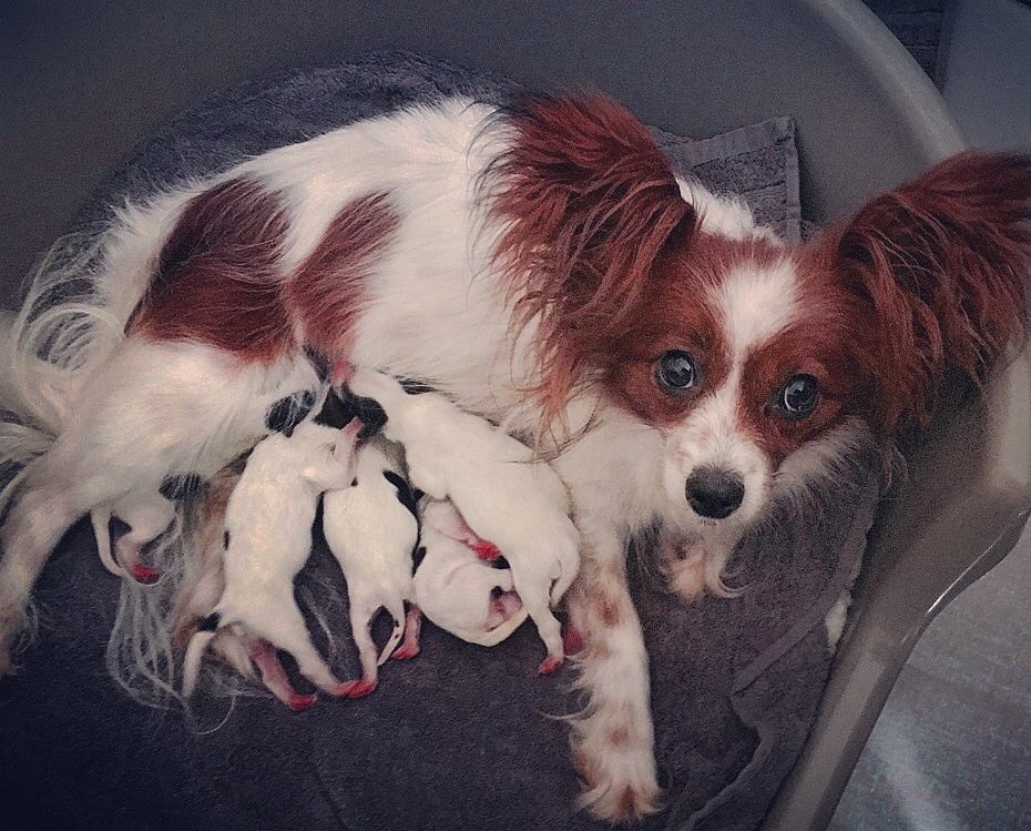 Des Anges De La Bergerie - Naissance des chiots de Hamaya et Ilton