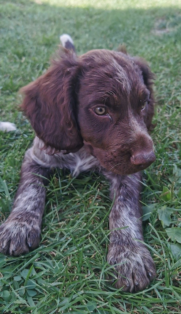 Des Montagnes Du Giffre - Chien d'Oysel allemand - Portée née le 17/06/2020