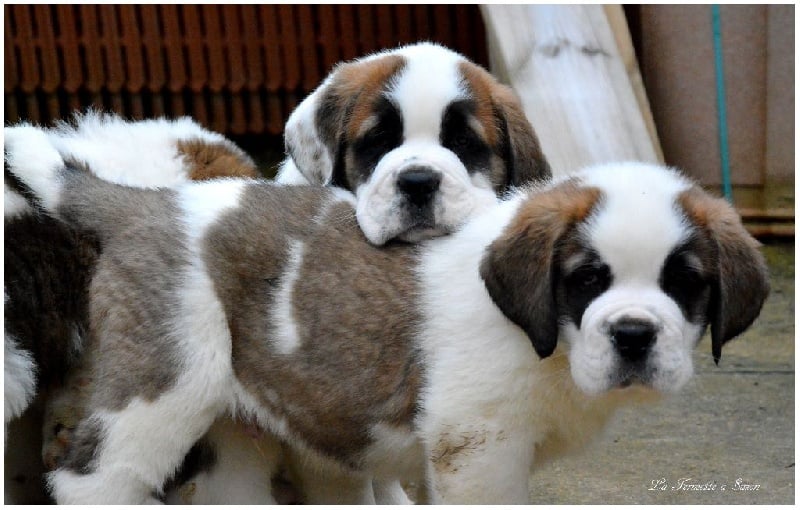 Chiot Chien du Saint-Bernard de la fermette a Suzon