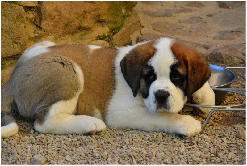 de la fermette a Suzon - Chiots disponibles - Chien du Saint-Bernard