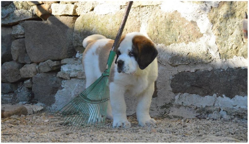 de la fermette a Suzon - Chiots disponibles - Chien du Saint-Bernard