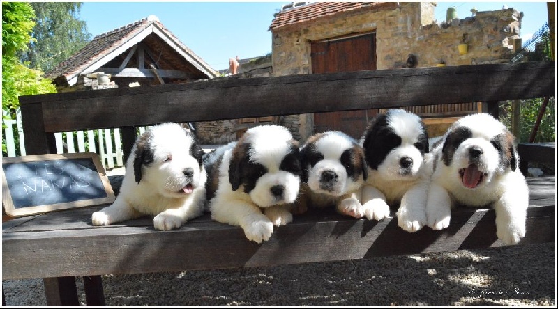 de la fermette a Suzon - Chien du Saint-Bernard - Portée née le 19/05/2015