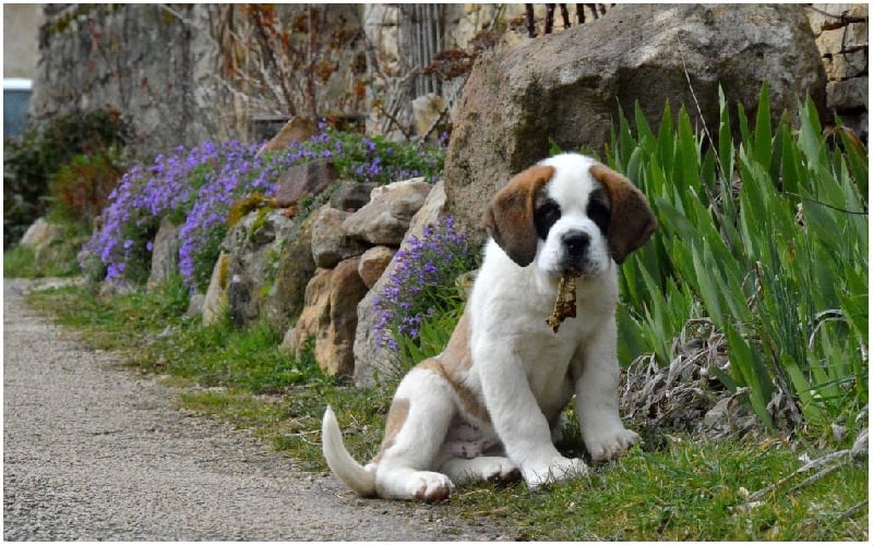 de la fermette a Suzon - Chiots disponibles - Chien du Saint-Bernard