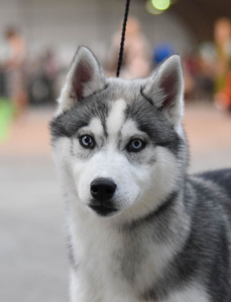 des rèves polaires - Les résultats de l'exposition canine de Rennes