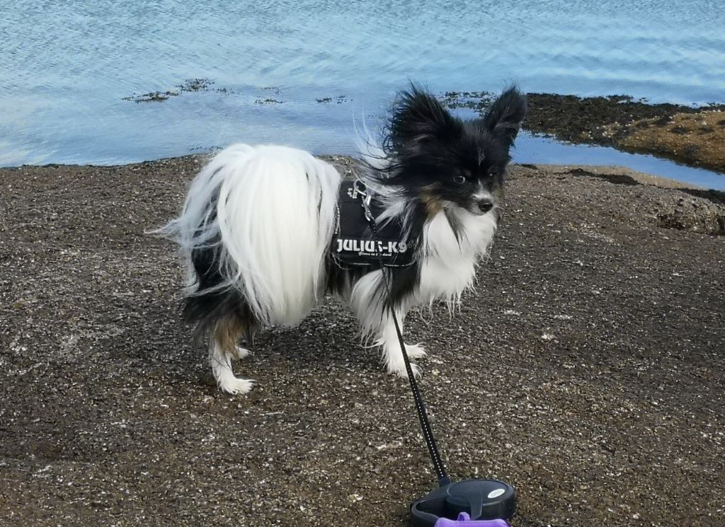 des rèves polaires - 3 ans pour Philou