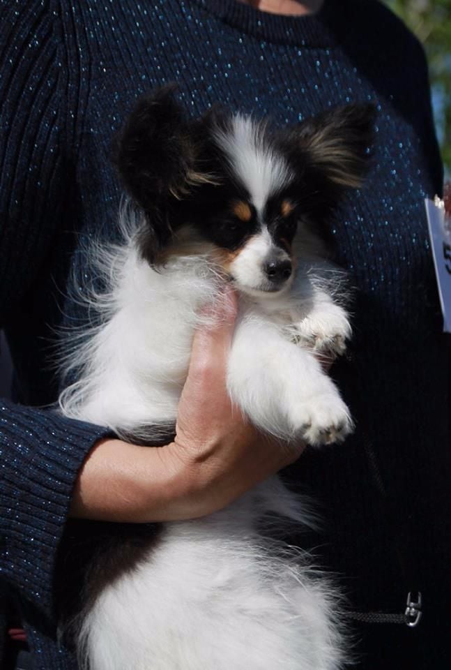 des rèves polaires - Exposition Canine de Tours (Vallères)