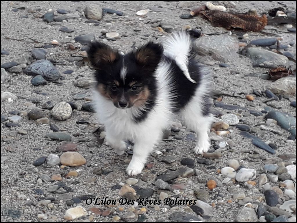 des rèves polaires - O'Lilou sur l'ile de Groix