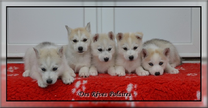 des rèves polaires - Les chiots de Fleur a 1 mois 1/2