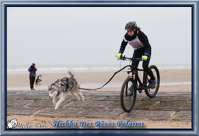 des rèves polaires - Koksijde Sleddog Race Mushing Belgium