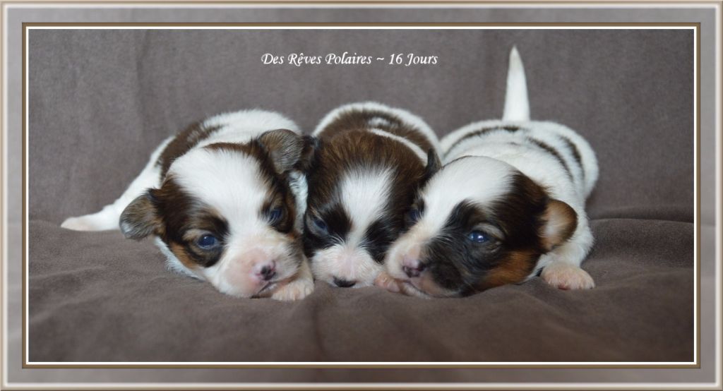 des rèves polaires - des nouvelles photos des chiots de Flora-Bella