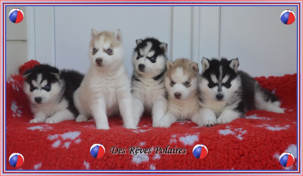 des rèves polaires - les chiots de Lady Lumia aux couleurs des bleus