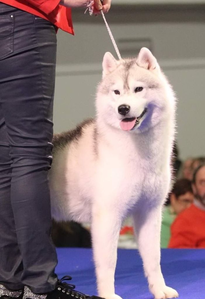 des rèves polaires - ROCKY invité par la Société Centrale Canine