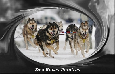 des rèves polaires - Course Mi-Distance