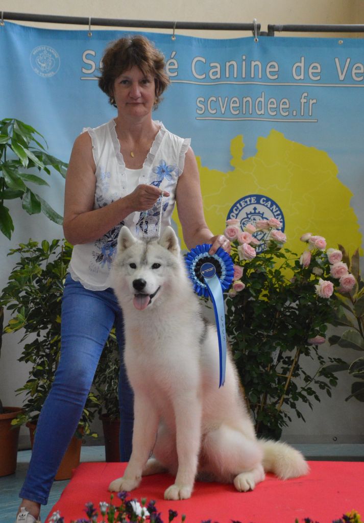 des rèves polaires - Exposition Canine de La Roche Sur Yon