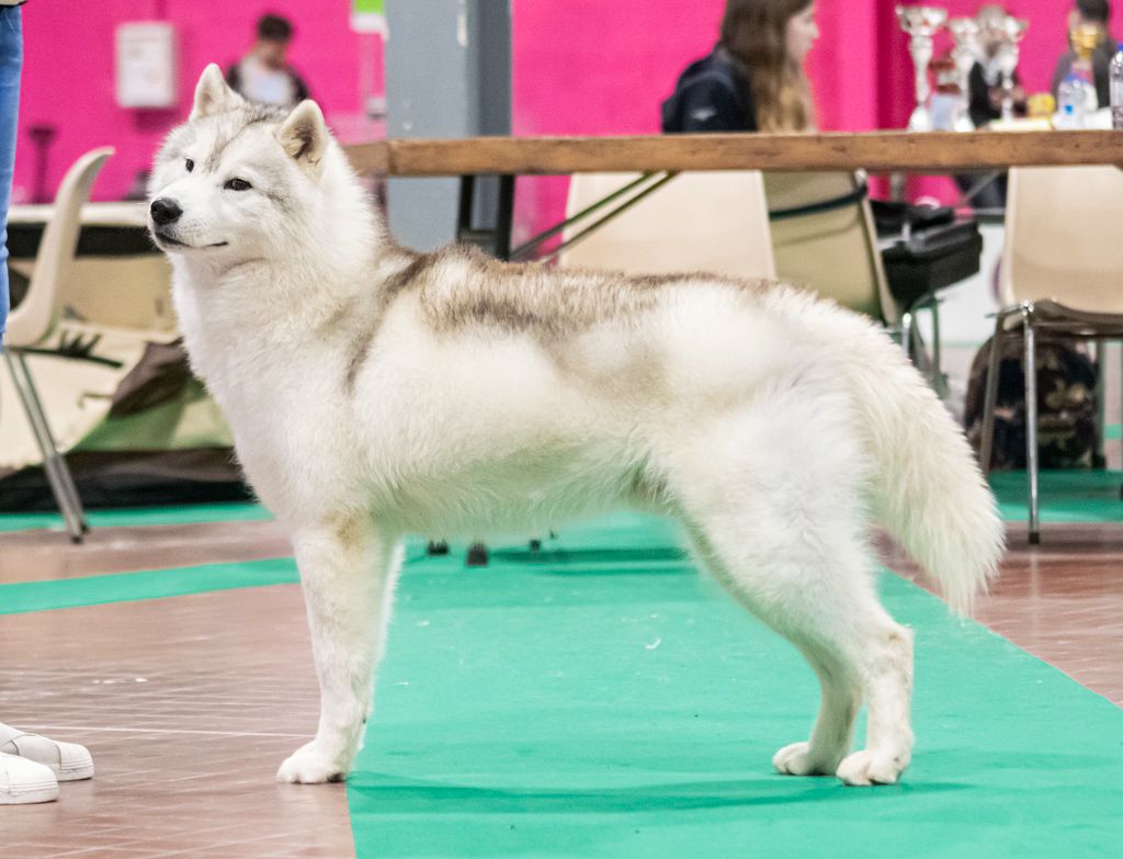 des rèves polaires - Résultat de l'expo d'Angers