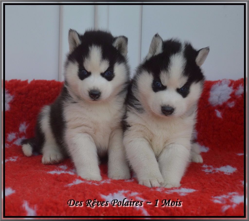 des rèves polaires - Nouvelles photos des chiots de Laska