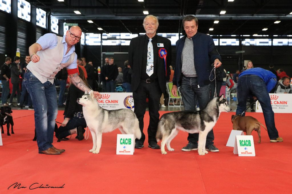 des rèves polaires - Résultat d'Angers