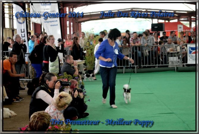 des rèves polaires -  Exposition Canine de Château-Gontier