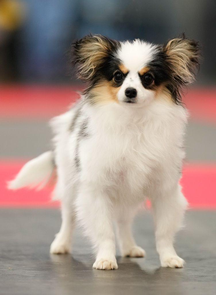 des rèves polaires - Exposition Canine d'Angers