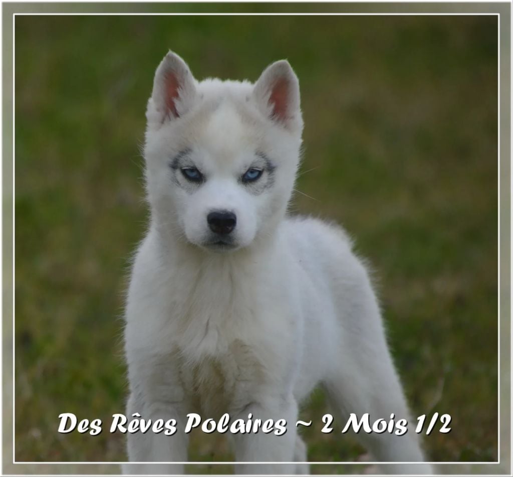 des rèves polaires - Chiots disponibles - Siberian Husky