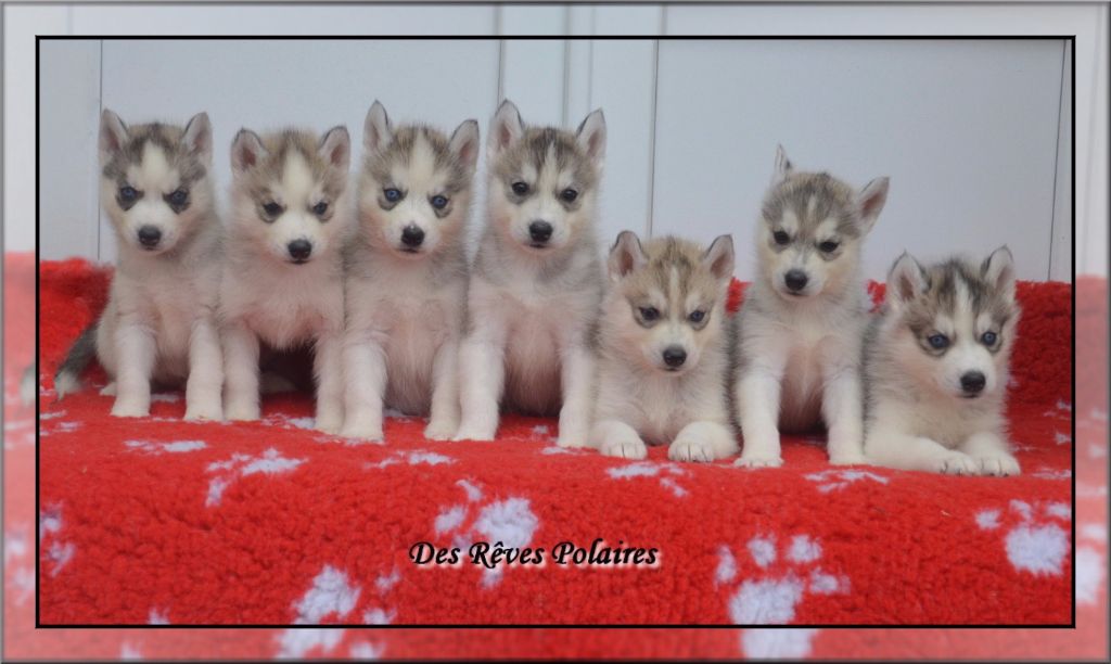 des rèves polaires - Siberian Husky - Portée née le 16/07/2017