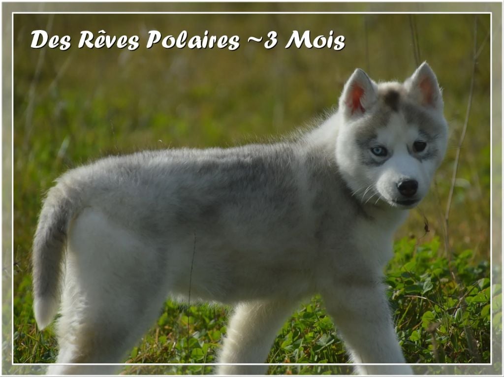 des rèves polaires - Chiots disponibles - Siberian Husky