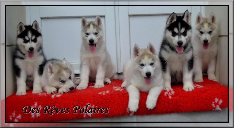 des rèves polaires - Siberian Husky - Portée née le 28/05/2015