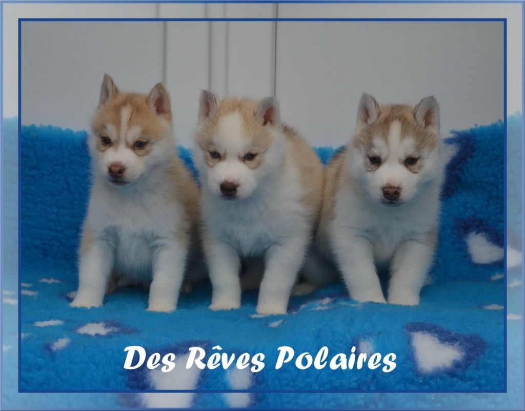 des rèves polaires - Siberian Husky - Portée née le 14/02/2023