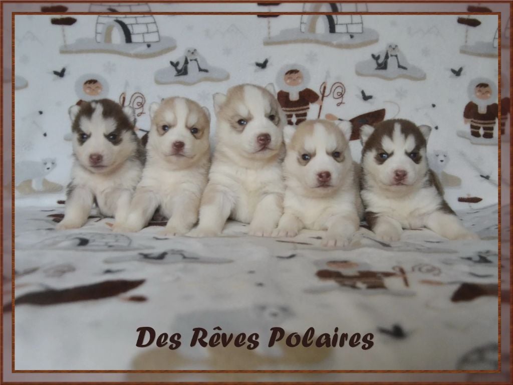 Chiot Siberian Husky des rèves polaires