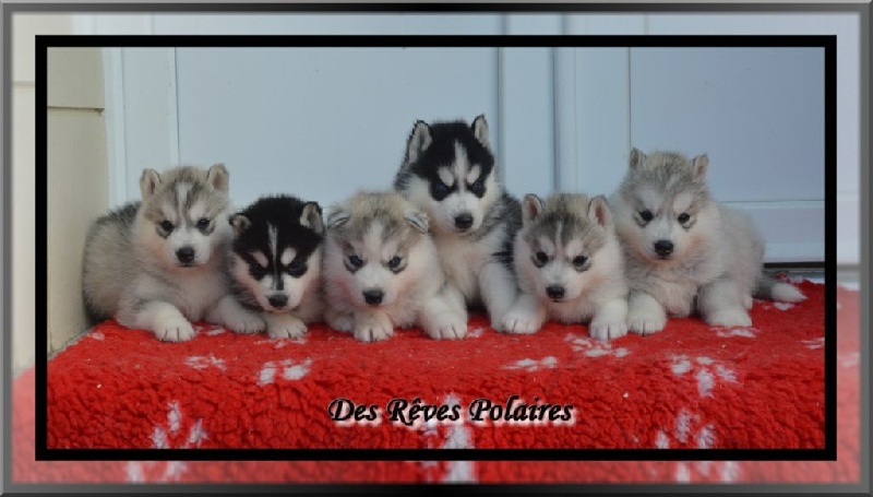 des rèves polaires - Siberian Husky - Portée née le 08/07/2014