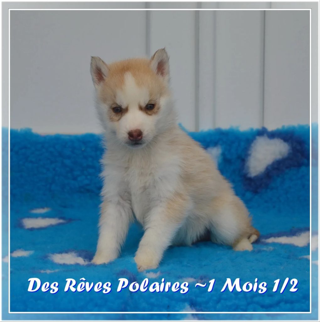 des rèves polaires - Chiots disponibles - Siberian Husky