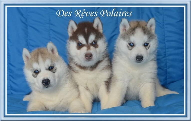 des rèves polaires - Siberian Husky - Portée née le 02/02/2013