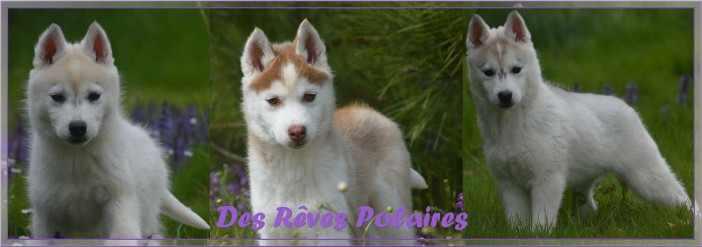 des rèves polaires - Siberian Husky - Portée née le 03/02/2022