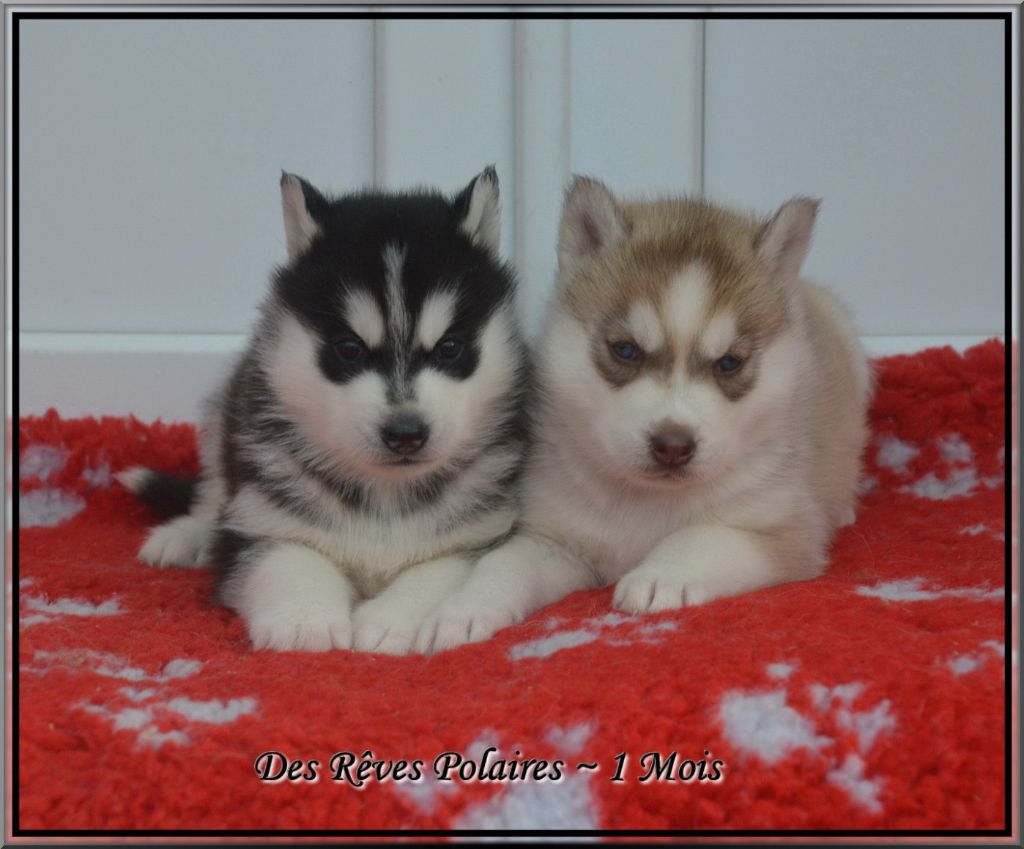 des rèves polaires - Siberian Husky - Portée née le 06/02/2018