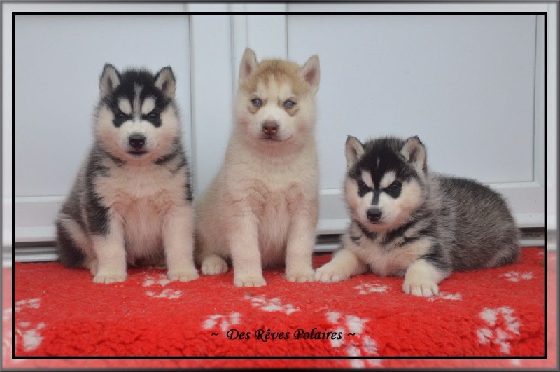 des rèves polaires - Siberian Husky - Portée née le 16/10/2015